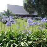 Agapanthes sur l'île de Bréhat