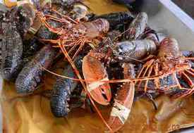 Homards bleus et langoustes
