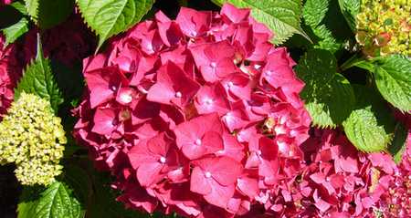 Hortensias Perros-Guirec